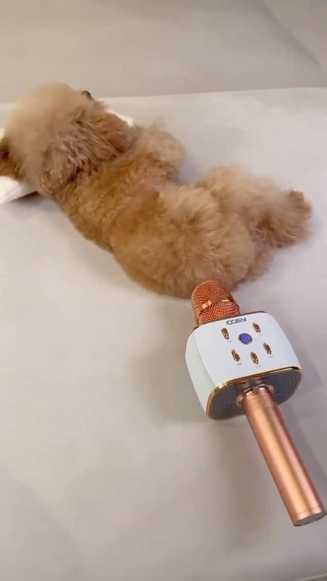animalsのインスタグラム：「Wasn't me I swear 😅🎤  Video by: @miso_ara」