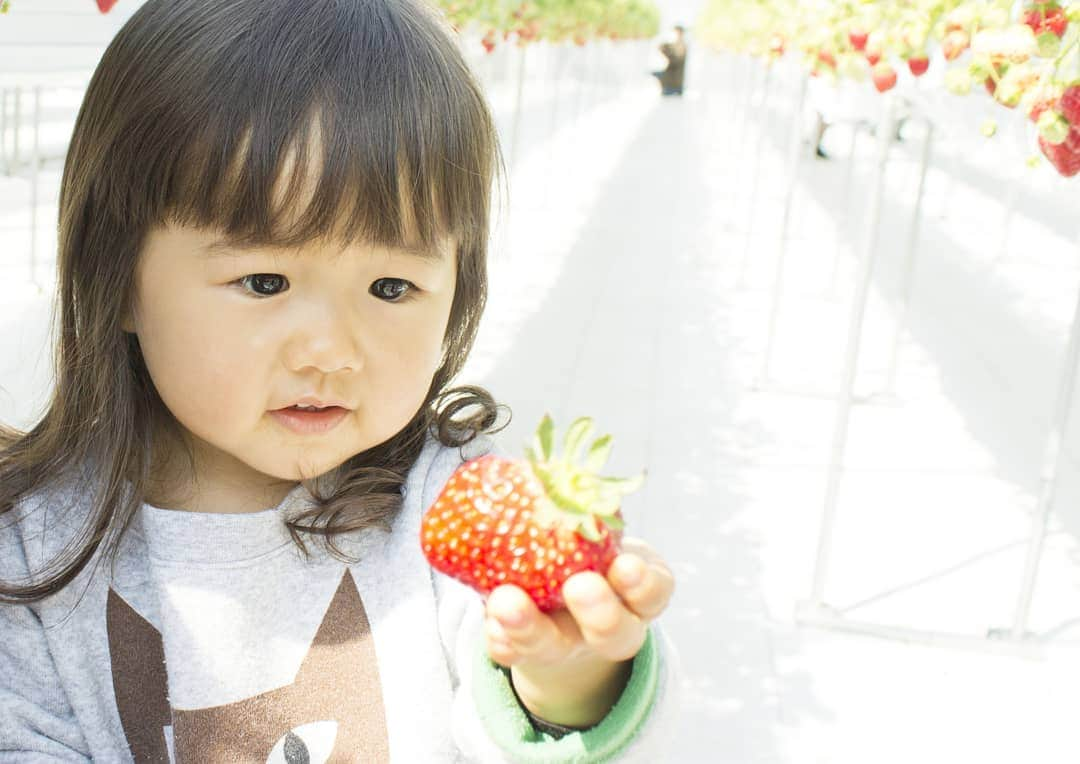 吉村美樹さんのインスタグラム写真 - (吉村美樹Instagram)「こちらは、1年前のいちご狩り🍓まだまだあどけない娘。とはいえ、いまもまだまだ３歳なりたてなんだよね。お姉ちゃんになったけど、まだまだいっぱい甘えてね☺ #いちご狩り #いちご狩り🍓 #1年前 #懐かしいね #幼い娘 #いちご #🍓」2月21日 13時13分 - yoshimuramiki0911