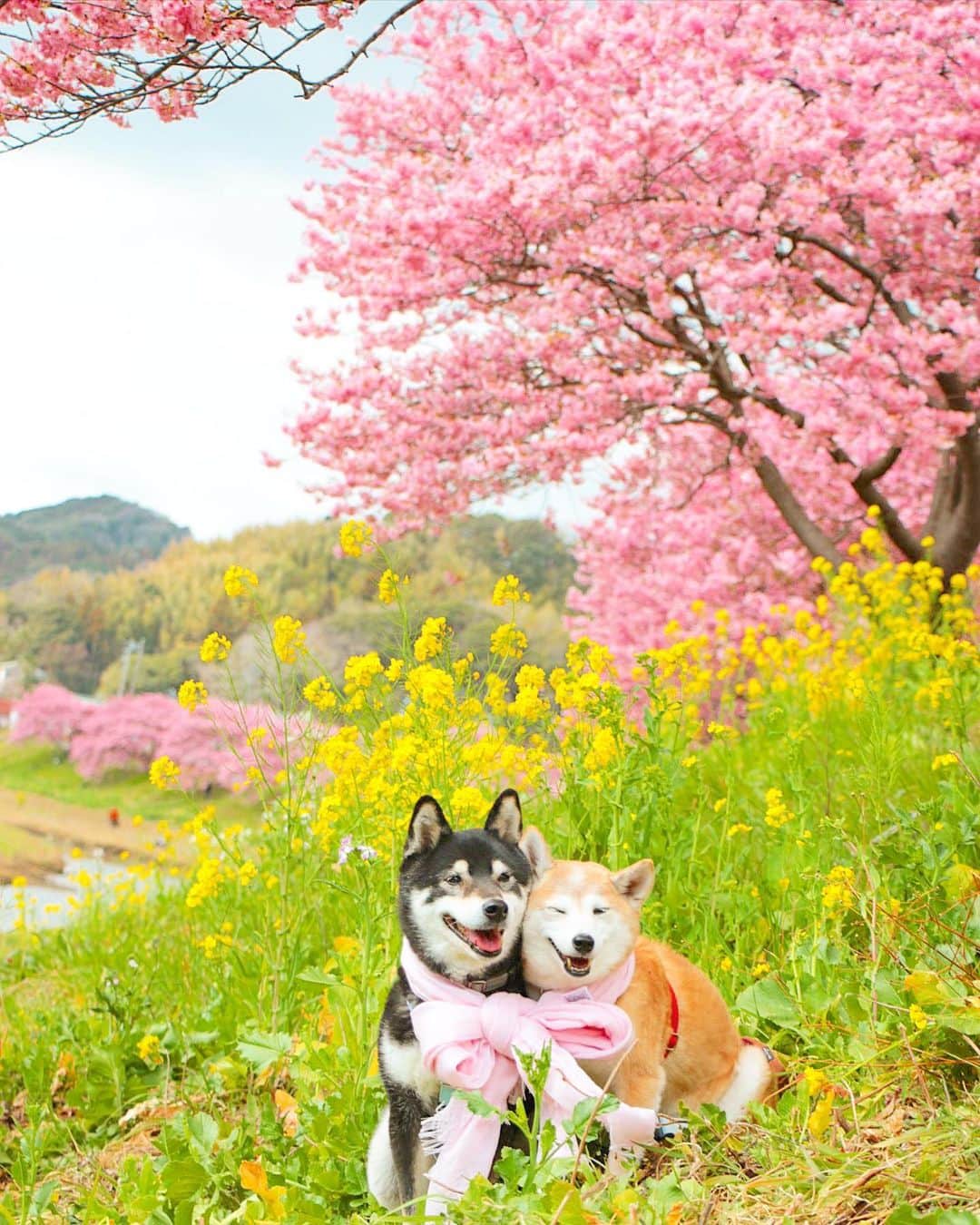 柴犬 けんしろう ゆりあのインスタグラム：「🐶🌸🐶  今日は春の陽気〜🌼🌸  午後の仕事放棄して にぴきとお散歩に行きたいなぁ😎  しょうがないので 春photo見て我慢します..  2月は河津桜の季節ですね🌸 けんゆりは3回本場の河津桜を観に行きました。 せっかくなので、今日ははじめて河津桜を見に行った 2017年の旅行記を休憩時間を使ってぽつりぽつりと ストーリーズにまとめますね☺️ 一緒に旅行気分を味わってもらえたらうれしいです🚃🌼🌸 . . Location: Shizuoka(2019年撮影)」
