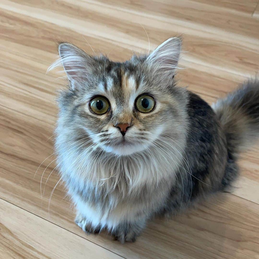 からつけあっきぃのインスタグラム：「毛がふさふさになってきた #世界で1番可愛いってギネスで称賛されてる猫」