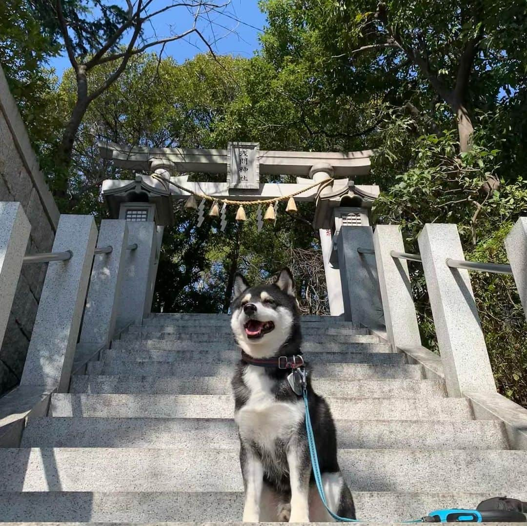 くろさんのインスタグラム写真 - (くろInstagram)「初夏のようなお天気🍺 豆とロング散歩🐾 #テラス席わんこOK #多摩川散歩 #わんこと散歩 #イッヌと散歩 #柴犬と散歩 #黒柴と散歩 #柴犬 #黒柴 #黑柴 #わんこ #イッヌ #kuroshiba #blackshiba #shibainu #shibadog #shibastagram #dogstagram #instadog #わんこと一緒 #イッヌと一緒 #柴犬と一緒 #黒柴と一緒 #田園調布ランチ #田園調布カフェ #ディライト #カフェバーディライト #CafeBarDelight #浅間神社 #武蔵小杉タワマン #武蔵小杉高層マンション」2月21日 13時36分 - m6bmw