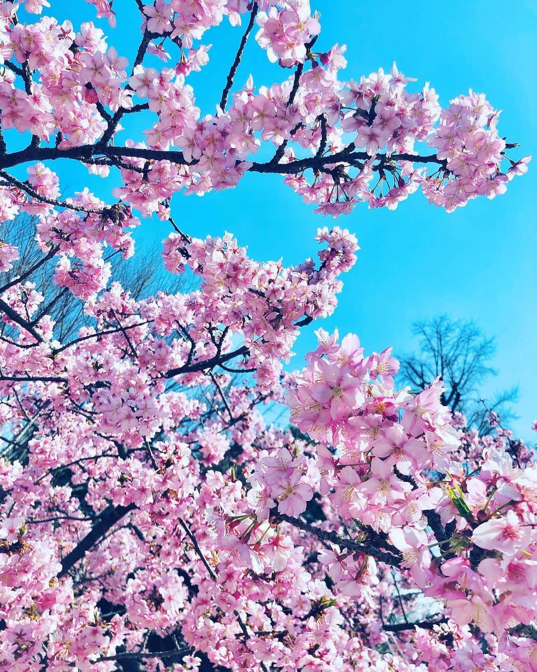 小泉深雪のインスタグラム：「春、来てますね🌸 花粉も来てますねえ🙂🌸」