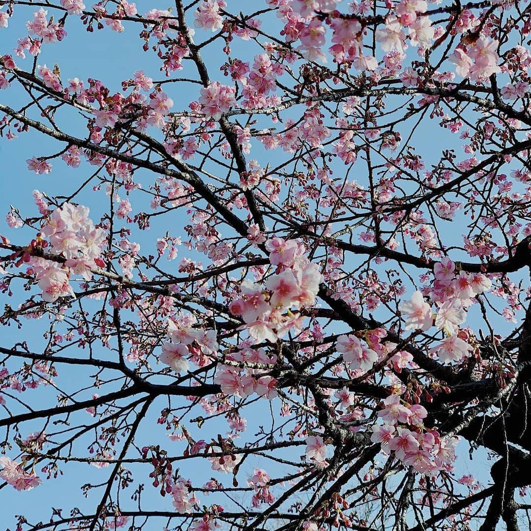 川本莉菜さんのインスタグラム写真 - (川本莉菜Instagram)「あったかいね、もうすぐ春だね。 アウターいらないって最高❤︎」2月21日 13時59分 - kawamoto.rina