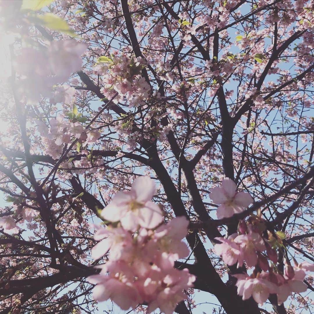 府川唯未のインスタグラム：「桜だっ。 去年河津桜を身損ねて、来年こそはと思っていた今年の春。一年経つの、早かったな😌 #2021  #春 #桜 #青空 #今年こそ」