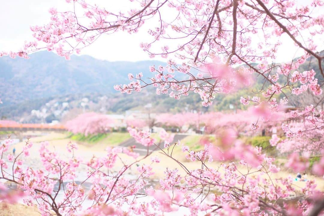 kiccyomuさんのインスタグラム写真 - (kiccyomuInstagram)「☀️ 2021.02.21 Sun #心に花を #河津町 の #河津桜 🌸 #桜 が咲く春景色🌸  春らしい暖かな一日☀️ 週末も元気に🤗  location #静岡 📷撮影 2021年2月13日」2月21日 14時03分 - kiccyomu