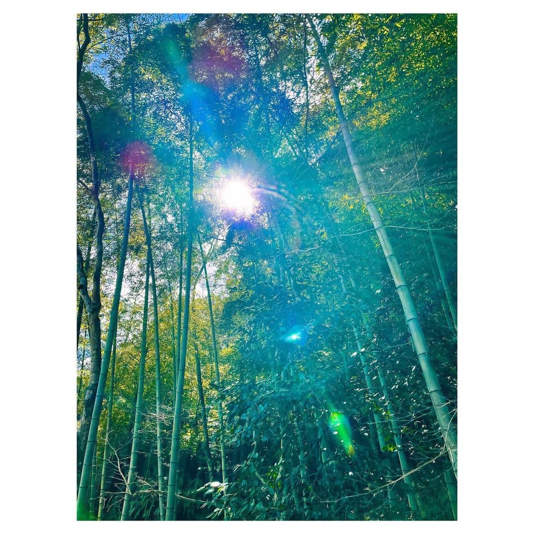 元木行哉のインスタグラム：「森林浴🎋&日光浴🌞 見上げてこういう光を見ると写真撮りたくなりますね。 暖かな日曜日。  #staysafe #photography #日曜日 #光」