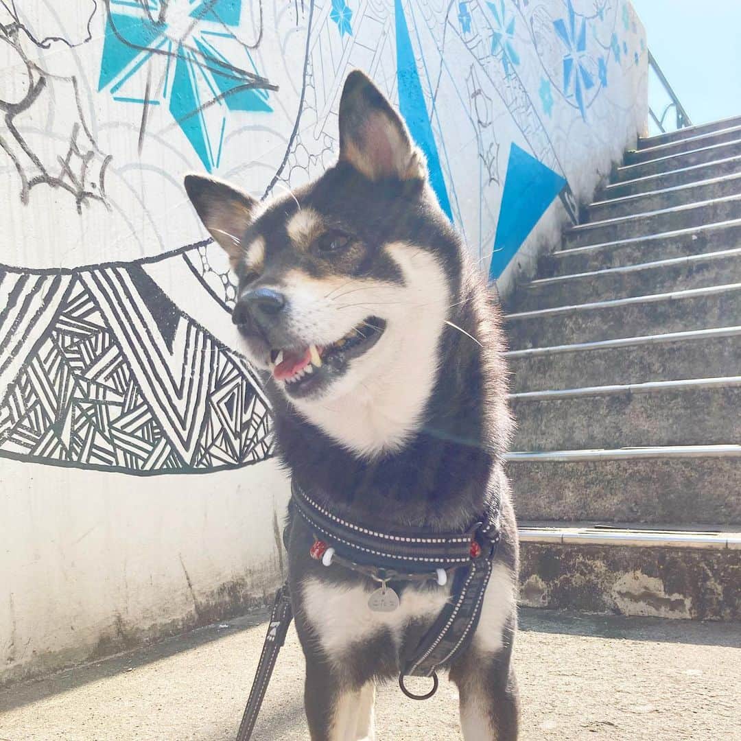 vo_coのインスタグラム：「🐾 悪そなやつは大体友達 ＊ #ホントは友達いないけど #graffiti #落書き #shibastagram #instashiba #shiba #shibainu #黒柴 #柴犬」