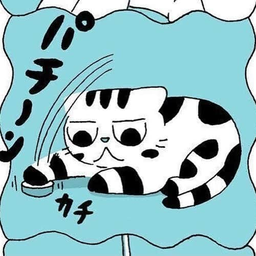 Shishi-maruさんのインスタグラム写真 - (Shishi-maruInstagram)「🐱ねこのきもちWEBMAGAZINE更新されました。「ししまるの爪切り」のお話です。お楽しみください。  渋ネコししまるさん】#87 ｜ねこのきもちWEB MAGAZINE  https://cat.benesse.ne.jp/lovecat/content/?id=89633  🐱My essay about Shishi-maru is serialized in a weekly magazine.  ーーーーーーーーーーーーー 🌺「渋ネコ ししまるさん」ねこのきもちWEB MAGAZINE にて毎週金曜日エッセイの連載中 ーーーーーーーーーーー 📕「ぷっちねこ。」「3匹のちいさな猫を召喚できたなら」「ちいさな猫を召喚できたなら」徳間書店より単行本発売中 ーーーーーーーーーーー ⭐︎ねこ漫画→@tacos_cat 🌺Twitter →@taco_emonemon ーーーーーーーーーーー」2月21日 14時19分 - emonemon