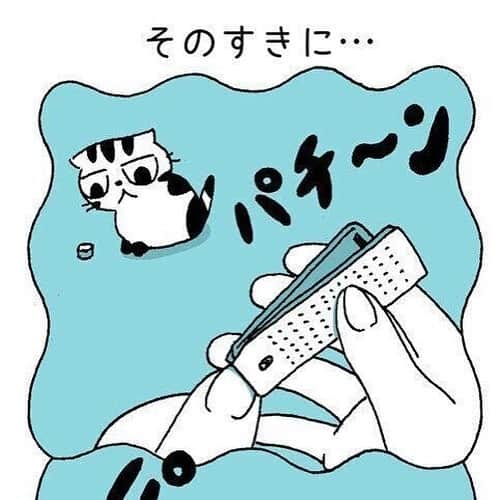 Shishi-maruさんのインスタグラム写真 - (Shishi-maruInstagram)「🐱ねこのきもちWEBMAGAZINE更新されました。「ししまるの爪切り」のお話です。お楽しみください。  渋ネコししまるさん】#87 ｜ねこのきもちWEB MAGAZINE  https://cat.benesse.ne.jp/lovecat/content/?id=89633  🐱My essay about Shishi-maru is serialized in a weekly magazine.  ーーーーーーーーーーーーー 🌺「渋ネコ ししまるさん」ねこのきもちWEB MAGAZINE にて毎週金曜日エッセイの連載中 ーーーーーーーーーーー 📕「ぷっちねこ。」「3匹のちいさな猫を召喚できたなら」「ちいさな猫を召喚できたなら」徳間書店より単行本発売中 ーーーーーーーーーーー ⭐︎ねこ漫画→@tacos_cat 🌺Twitter →@taco_emonemon ーーーーーーーーーーー」2月21日 14時19分 - emonemon