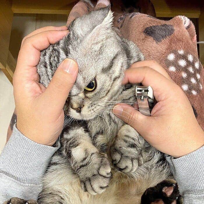 Shishi-maruのインスタグラム：「🐱ねこのきもちWEBMAGAZINE更新されました。「ししまるの爪切り」のお話です。お楽しみください。  渋ネコししまるさん】#87 ｜ねこのきもちWEB MAGAZINE  https://cat.benesse.ne.jp/lovecat/content/?id=89633  🐱My essay about Shishi-maru is serialized in a weekly magazine.  ーーーーーーーーーーーーー 🌺「渋ネコ ししまるさん」ねこのきもちWEB MAGAZINE にて毎週金曜日エッセイの連載中 ーーーーーーーーーーー 📕「ぷっちねこ。」「3匹のちいさな猫を召喚できたなら」「ちいさな猫を召喚できたなら」徳間書店より単行本発売中 ーーーーーーーーーーー ⭐︎ねこ漫画→@tacos_cat 🌺Twitter →@taco_emonemon ーーーーーーーーーーー」