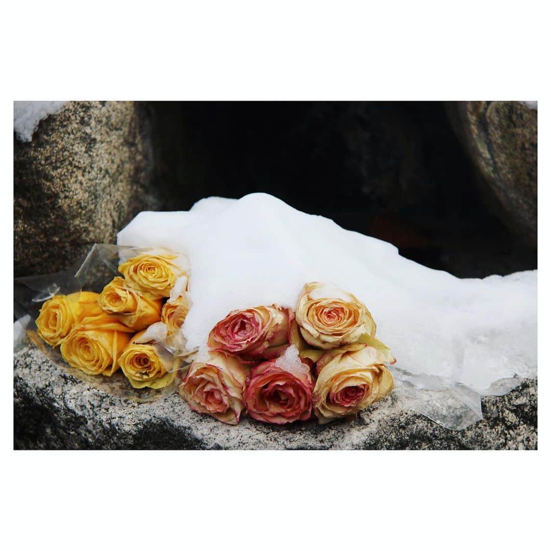 アメリカ大使館さんのインスタグラム写真 - (アメリカ大使館Instagram)「雪を被った薔薇の花💐 寒い空気の中で美しい✨ . #usa #america #studyabroad #livinginamerica #roses #underthesnow #snow #flowers #walkinginthepark #アメリカ #アメリカ生活 #留学 #散歩 #散歩中にみつけた花 #バラ #雪の下 #雪景色 #美しいもの #バージニア州」2月21日 14時28分 - usembassytokyo