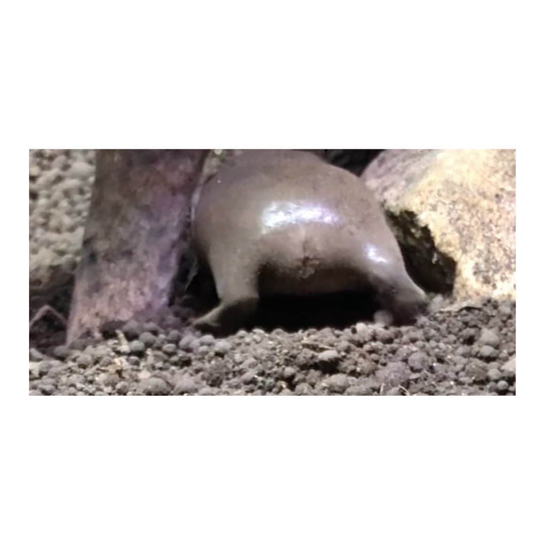 高松雪乃のインスタグラム：「超かわいい、おちり🍑🐸 近々動画UPします！YouTube」
