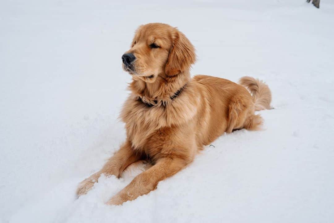 ショーン・ブースのインスタグラム：「@walterboothdog’s first snow - 2/18/21」