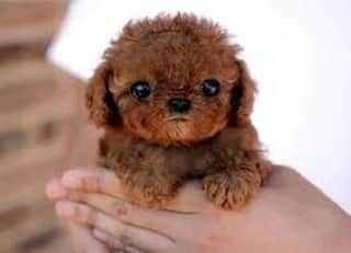 のインスタグラム：「Okay this might be the cutest puppy ever! 😍」