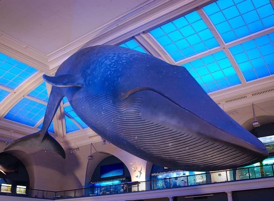 アメリカ自然史博物館のインスタグラム：「Happy World Whale Day! 🐋 To mark the occasion, we’re highlighting the blue whale exhibit in the Museum’s Hall of Ocean Life. The blue whale is the largest animal on Earth. In fact, it's the biggest animal ever known to have existed. It's even bigger than the enormous dinosaurs that lived over 65 million years ago!  Blue whales are still considered endangered, numbering only about 5,000-15,000 worldwide. They are still incredibly mysterious, and their habitat is still in peril. Today, we note the importance of conserving and protecting our oceans and its inhabitants. We hope the 21,000-pound- fiberglass- life-size-model at the Museum helps to inspire and bring awareness to our visitors. Do you remember the first time you stood under the blue whale?  Photo: © AMNH」