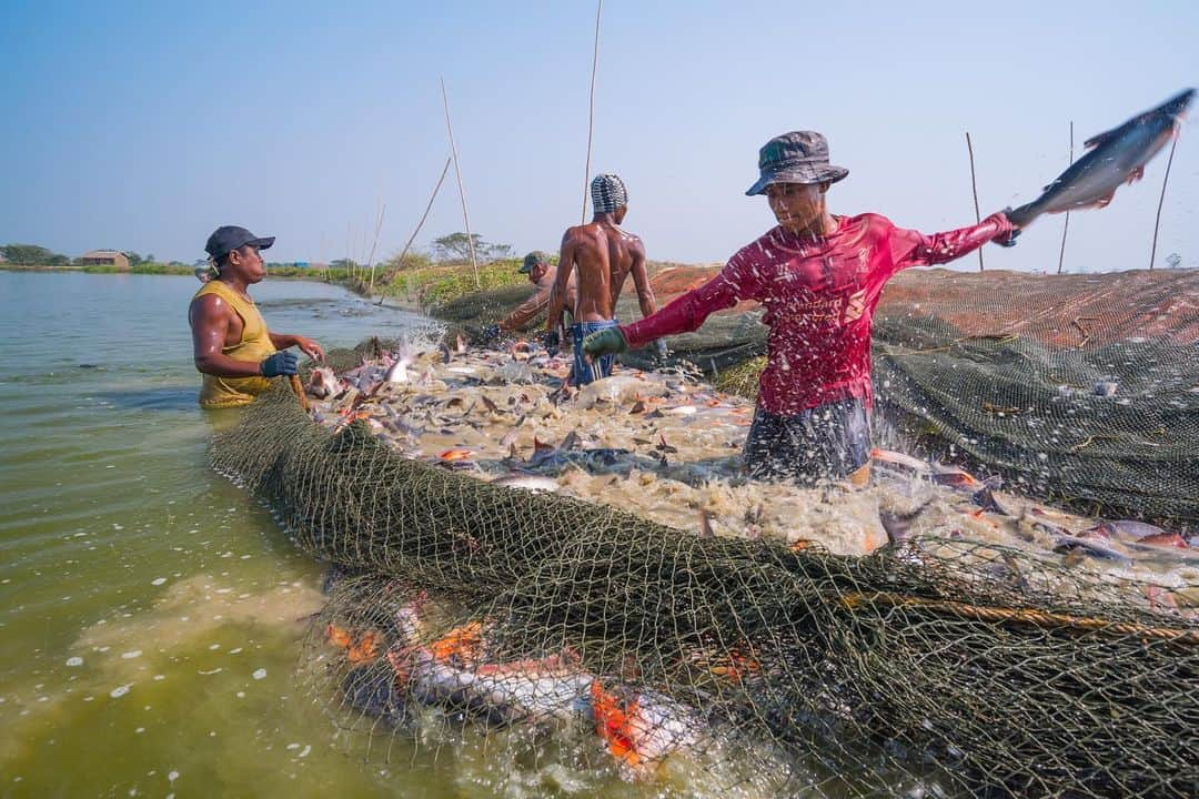 Michael Yamashitaさんのインスタグラム写真 - (Michael YamashitaInstagram)「Thinking about the tragedy taking place in Myanmar and concerned for the well being of friends as the internet has now been blocked out by the military. Despite the chaos and the uncertain future of free elections and civilian rule, nets still need emptying, boats unloaded and families fed. The backbone of the country lies in the character of the Myanmar people, who are hardworking, diligent and resourceful. Here are a few frames from a story for the Nature Conservancy on the Irrawaddy River, the life stream of Myanmar. The world has condemned the coup but what comes next? @nature_org #myanmar #irrawaddy #irrawaddyriver」2月22日 1時23分 - yamashitaphoto