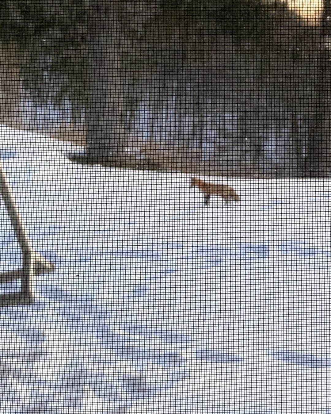 クリス・ノースのインスタグラム：「That’s a little ole red fox outside the kitchen window」