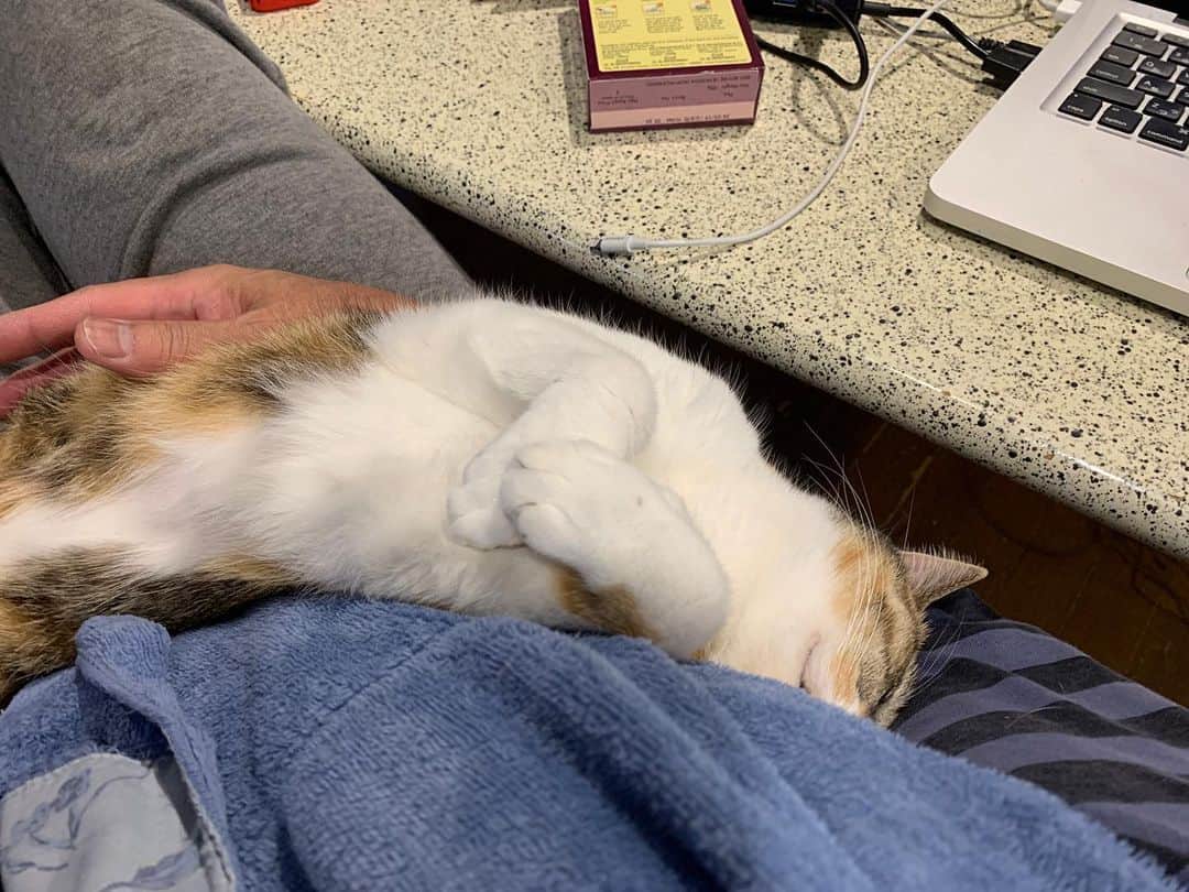 Kachimo Yoshimatsuのインスタグラム：「ここで寝られるとしばらく何もできん！ #うちの猫ら #castella #猫 #ねこ #cat #ネコ #catstagram #ネコ部 http://kachimo.exblog.jp」