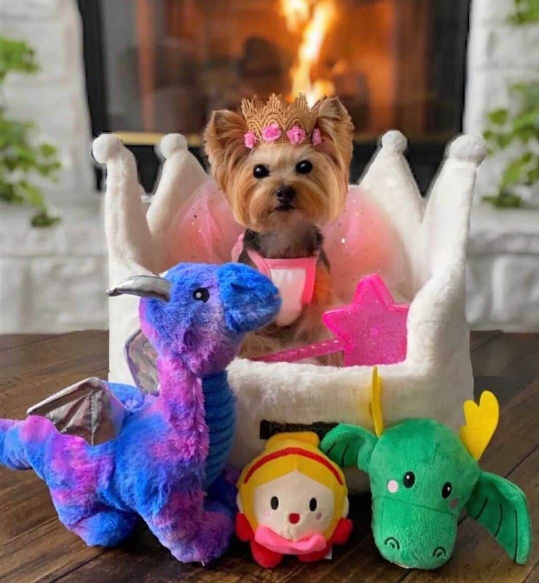DogsOf Instagramのインスタグラム：「And they all lived yappily ever after 💫 Make your pup’s wish upon a star come true, shop the Fairy Tails collection at @muttropolis! Whether they’re a little prince or princess, there’s a piece of magic for every pup. And honestly, every pet deserves a throne! 👑  Link in bio to shop the Fairy Tails Collection 🧚🏽✨  #fairytail #yappilyeverafter #princesspup #princepup」