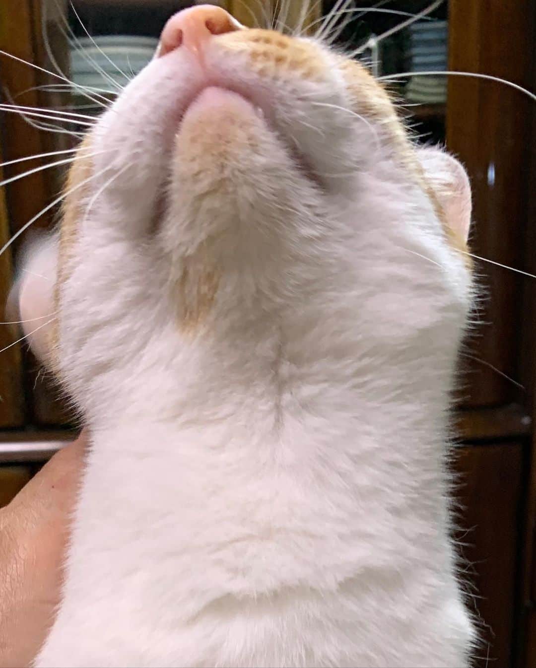 Kachimo Yoshimatsuさんのインスタグラム写真 - (Kachimo YoshimatsuInstagram)「気持ちいいようだ。 #うちの猫ら #猫 #oinari #ねこ #cat #ネコ #catstagram #ネコ部 http://kachimo.exblog.jp」2月22日 1時59分 - kachimo