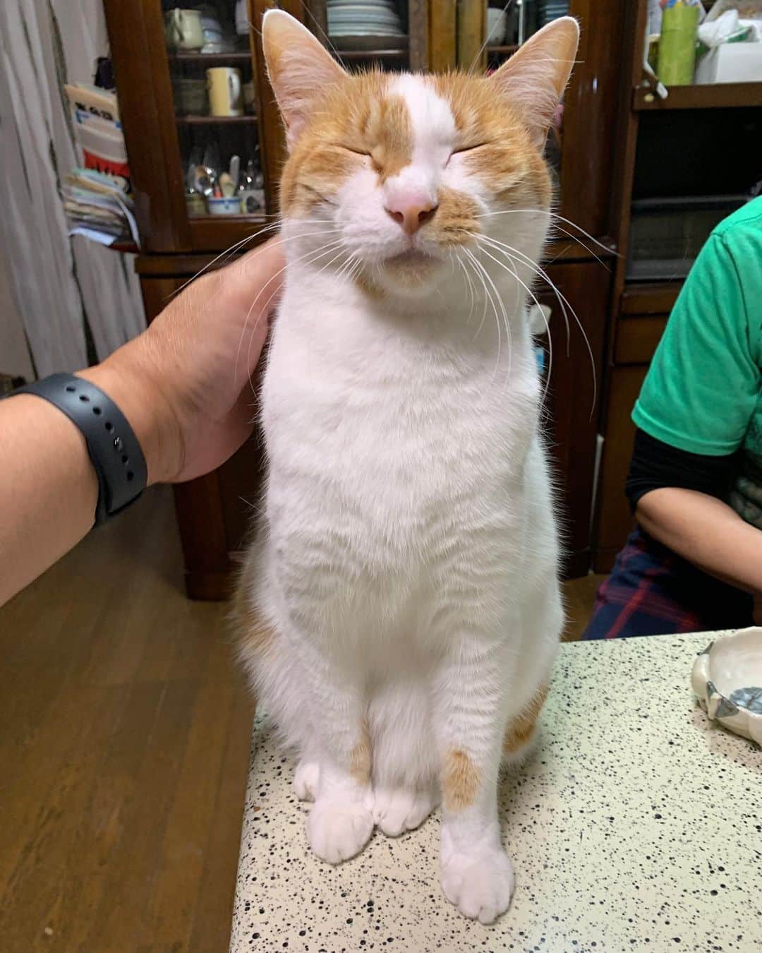 Kachimo Yoshimatsuのインスタグラム：「気持ちいいようだ。 #うちの猫ら #猫 #oinari #ねこ #cat #ネコ #catstagram #ネコ部 http://kachimo.exblog.jp」