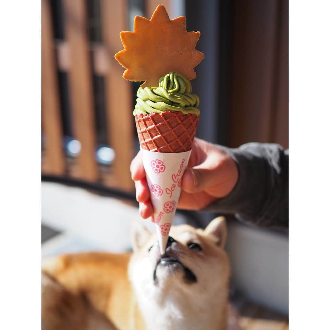 豆柴にこちゃんさんのインスタグラム写真 - (豆柴にこちゃんInstagram)「🐶🍖 昨日のお花見後は、 #道の駅足柄 金太郎のふるさと でお昼ごはん🍚✨  🙋‍♀️相州牛　ウニとろ牛飯 🙋‍♂️おさしみ定食〜刺身、日替わりフライ、小鉢〜  ウニとろ牛飯、 1枚目にもってきたくなるインパクト❣️ ウマー🥰お値段はお高い😂  ただ、私はウニ苦手なので ウニはトムにあげました😆  丼物を頼むと、あとでセルフで 魚の出汁をいれてお茶漬けぽくもできるよ🐟  アイスや生搾りみかんジュースも飲んで大満足✨  そして、おみやげ屋さんは 地産野菜や果物がキレイに並んでて 見てるだけで楽しめます🤤  ランチはおしゃれな #ビオトピア　に行くか 迷ったんだけど、この丼に惹かれて 肉をガッツリ食べたくて道の駅にしました🐷  ビオトピアは体力あるときに お散歩も兼ねて行きたいなー  #柴犬#豆柴#pecoいぬ部#犬#shibastagram#petstagram#犬#犬のいる暮らし#shibainu#dog#mameshiba#pecotv#いぬのきもち部#しばいぬ#しばけん#こいぬ#シバイヌ#狗#ペット#子犬#puppy#pet#시바견#강아지#개#instacute#barked#9gag#9gagpets」2月21日 17時12分 - nikochan.mame48