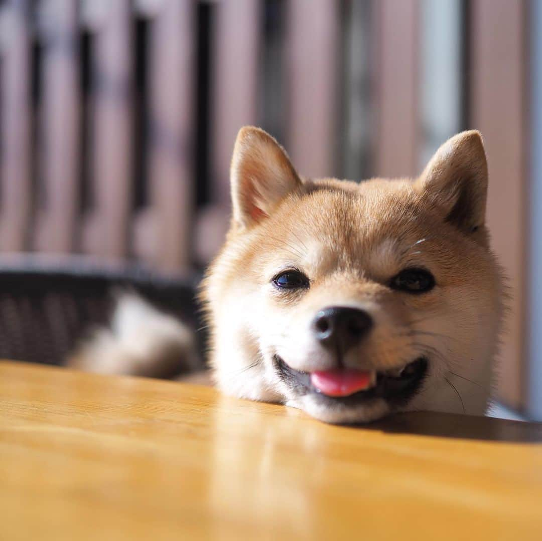 豆柴にこちゃんさんのインスタグラム写真 - (豆柴にこちゃんInstagram)「🐶🍖 昨日のお花見後は、 #道の駅足柄 金太郎のふるさと でお昼ごはん🍚✨  🙋‍♀️相州牛　ウニとろ牛飯 🙋‍♂️おさしみ定食〜刺身、日替わりフライ、小鉢〜  ウニとろ牛飯、 1枚目にもってきたくなるインパクト❣️ ウマー🥰お値段はお高い😂  ただ、私はウニ苦手なので ウニはトムにあげました😆  丼物を頼むと、あとでセルフで 魚の出汁をいれてお茶漬けぽくもできるよ🐟  アイスや生搾りみかんジュースも飲んで大満足✨  そして、おみやげ屋さんは 地産野菜や果物がキレイに並んでて 見てるだけで楽しめます🤤  ランチはおしゃれな #ビオトピア　に行くか 迷ったんだけど、この丼に惹かれて 肉をガッツリ食べたくて道の駅にしました🐷  ビオトピアは体力あるときに お散歩も兼ねて行きたいなー  #柴犬#豆柴#pecoいぬ部#犬#shibastagram#petstagram#犬#犬のいる暮らし#shibainu#dog#mameshiba#pecotv#いぬのきもち部#しばいぬ#しばけん#こいぬ#シバイヌ#狗#ペット#子犬#puppy#pet#시바견#강아지#개#instacute#barked#9gag#9gagpets」2月21日 17時12分 - nikochan.mame48