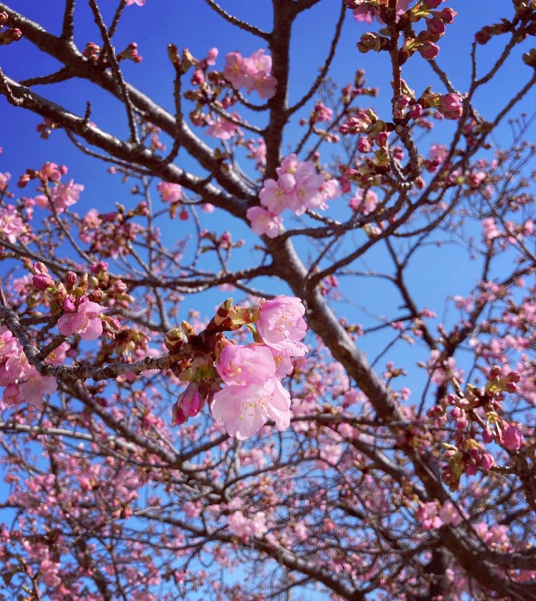 森本さやかさんのインスタグラム写真 - (森本さやかInstagram)「🌸さくら🌸さくら🌸  半袖でも大丈夫な陽気‪(*ˊᵕˋ* ) #springday #sakura  #春陽気でポカポカ #さくら🌸」2月21日 17時04分 - sayakamorimoto1011