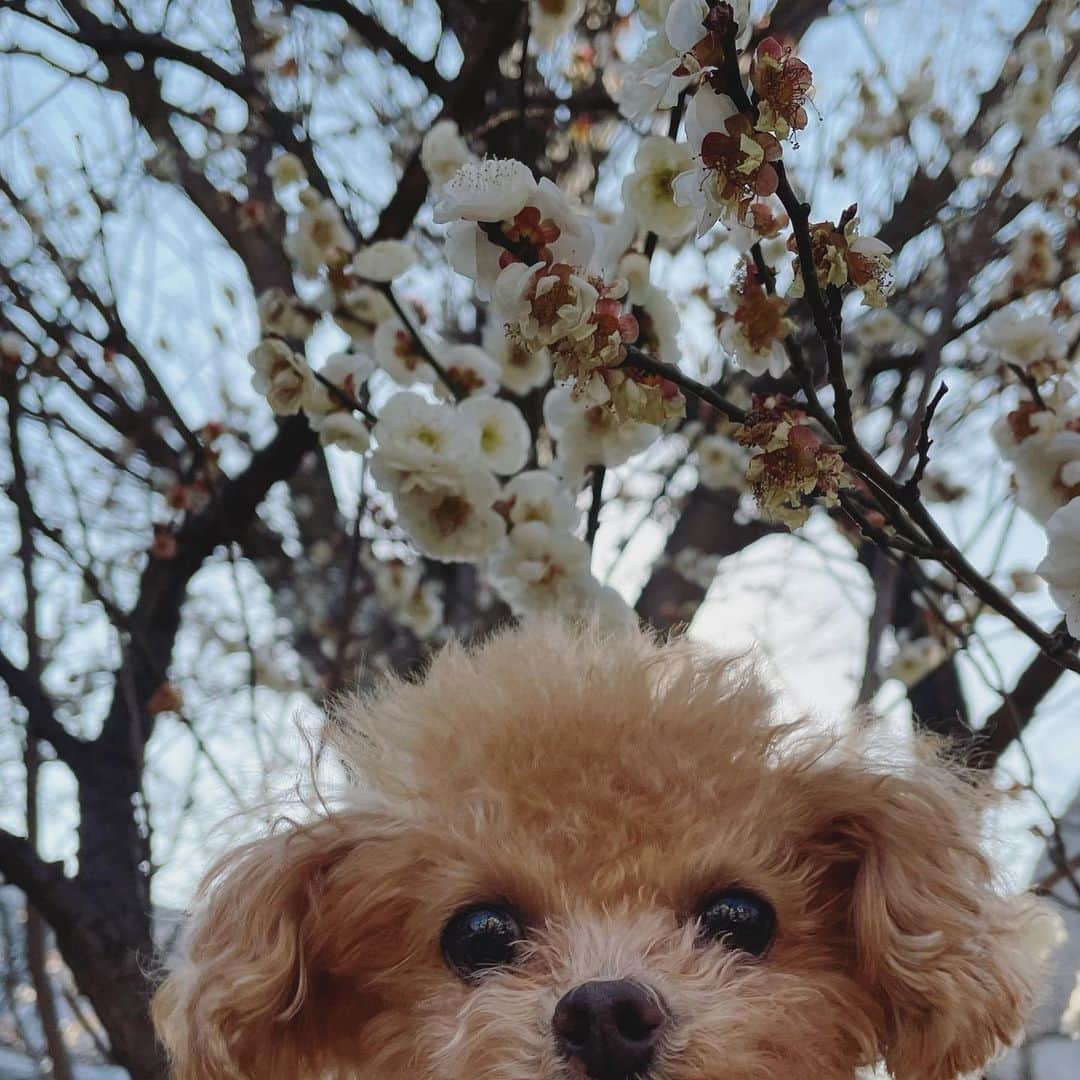 ふわさんのインスタグラム写真 - (ふわInstagram)「#toypoodle#toypoodlegram#dogsofinstagram#instadog#doglover#doglife#dog#fuwamama#ふわもこのふわ#ふわ#トイプードル#ふわもこ部#犬バカ部#親バカ部#犬のいる暮らし#いぬすたぐらむ#梅の花#ふわ散歩」2月21日 17時16分 - huwayama