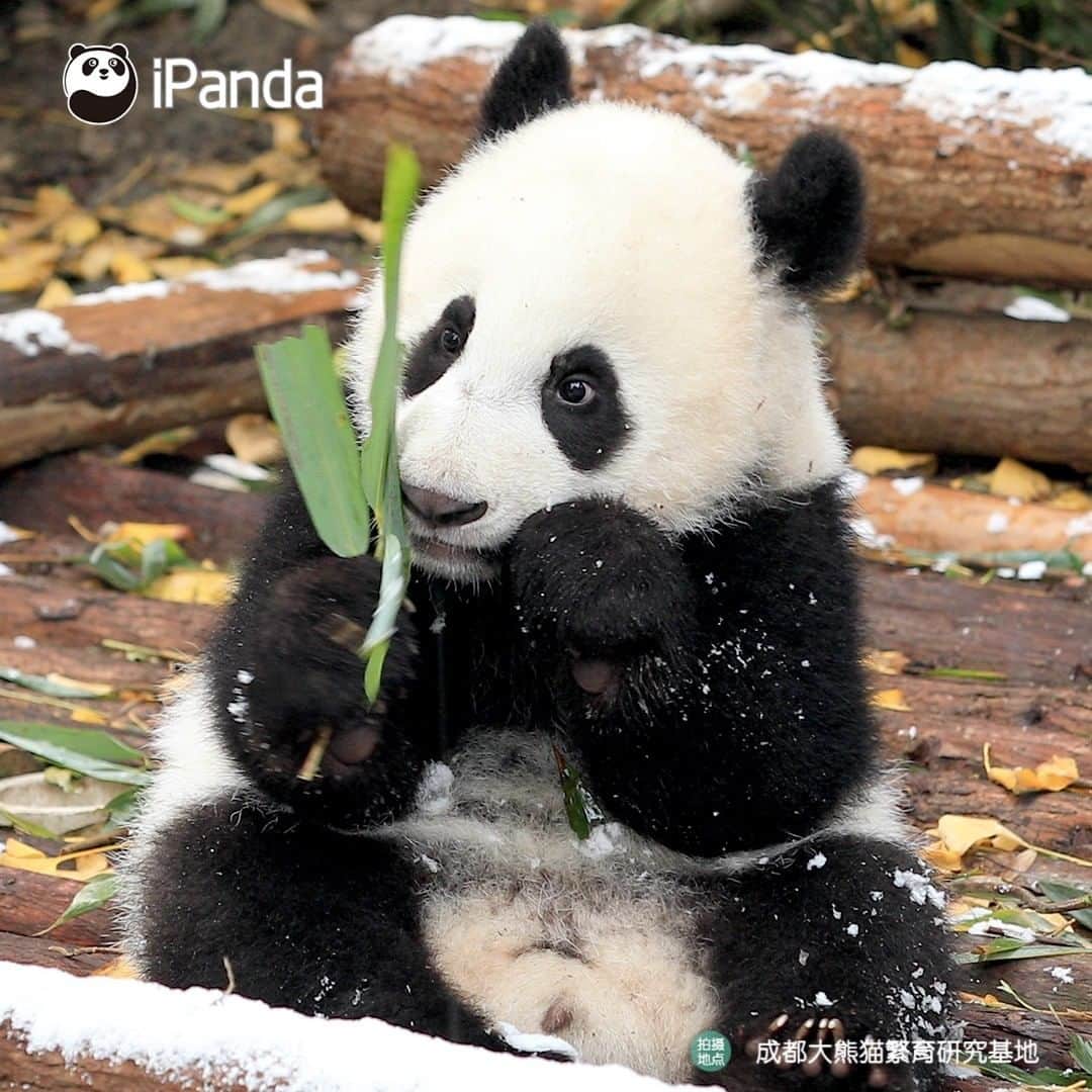 iPandaさんのインスタグラム写真 - (iPandaInstagram)「The ‘sleet’ is a natural seasoning to me, after adding it to the bamboo leaves, the leaves taste even juicier than the bamboo shoots. 🌿🌿 🐼 🐼 🐼 #Panda #iPanda #Cute #PandaPic」2月21日 17時30分 - ipandachannel