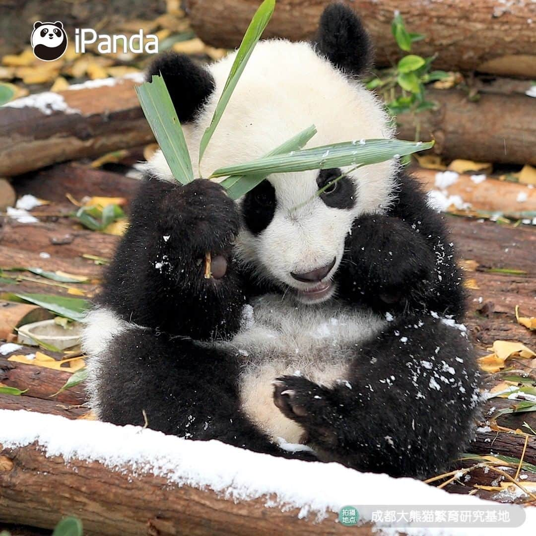 iPandaさんのインスタグラム写真 - (iPandaInstagram)「The ‘sleet’ is a natural seasoning to me, after adding it to the bamboo leaves, the leaves taste even juicier than the bamboo shoots. 🌿🌿 🐼 🐼 🐼 #Panda #iPanda #Cute #PandaPic」2月21日 17時30分 - ipandachannel