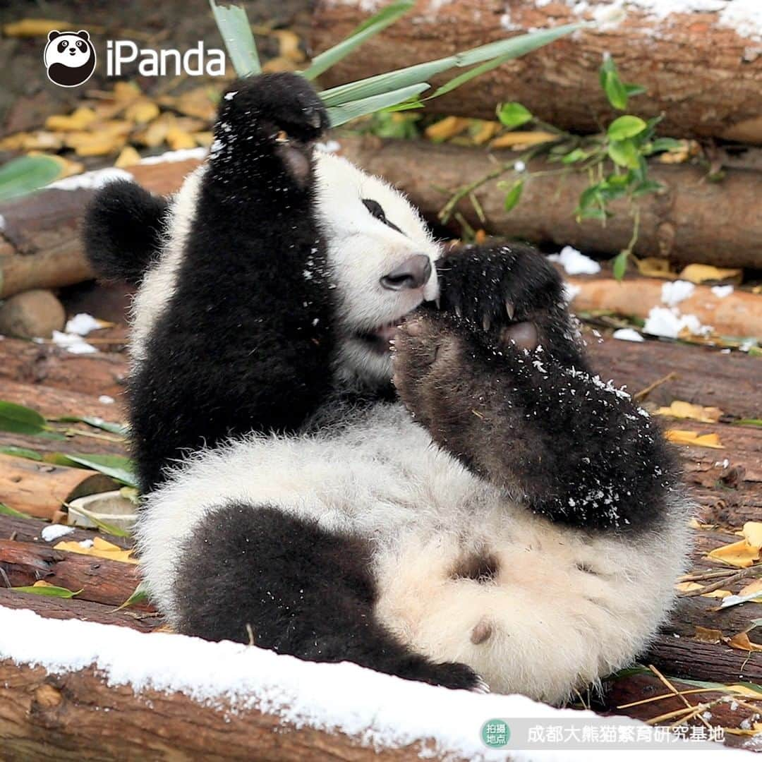 iPandaさんのインスタグラム写真 - (iPandaInstagram)「The ‘sleet’ is a natural seasoning to me, after adding it to the bamboo leaves, the leaves taste even juicier than the bamboo shoots. 🌿🌿 🐼 🐼 🐼 #Panda #iPanda #Cute #PandaPic」2月21日 17時30分 - ipandachannel