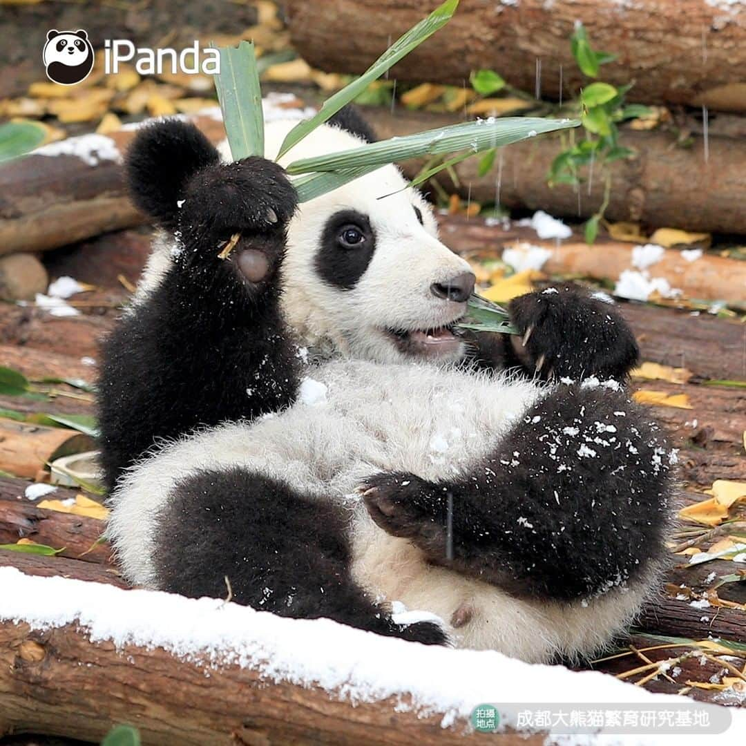 iPandaさんのインスタグラム写真 - (iPandaInstagram)「The ‘sleet’ is a natural seasoning to me, after adding it to the bamboo leaves, the leaves taste even juicier than the bamboo shoots. 🌿🌿 🐼 🐼 🐼 #Panda #iPanda #Cute #PandaPic」2月21日 17時30分 - ipandachannel