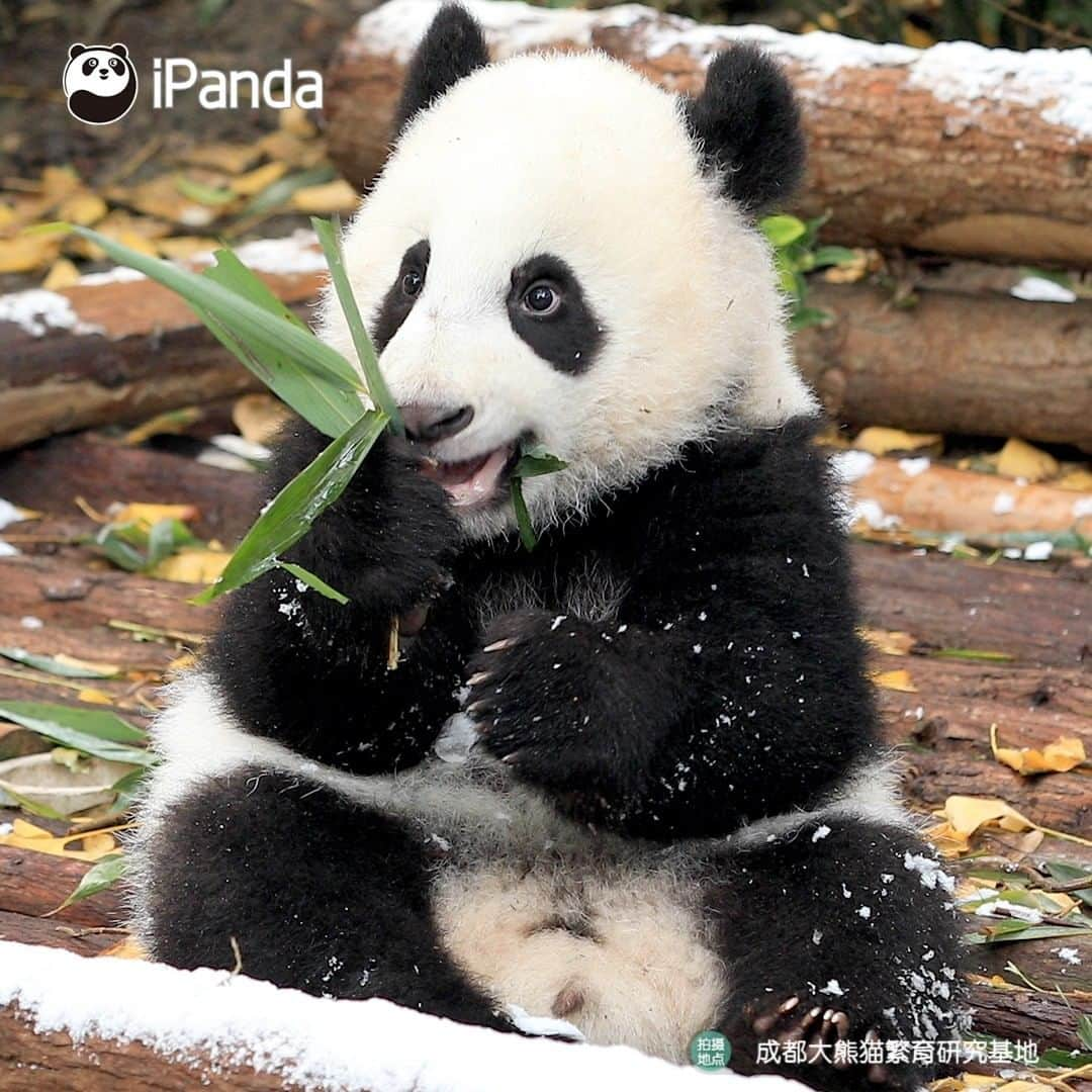 iPandaさんのインスタグラム写真 - (iPandaInstagram)「The ‘sleet’ is a natural seasoning to me, after adding it to the bamboo leaves, the leaves taste even juicier than the bamboo shoots. 🌿🌿 🐼 🐼 🐼 #Panda #iPanda #Cute #PandaPic」2月21日 17時30分 - ipandachannel