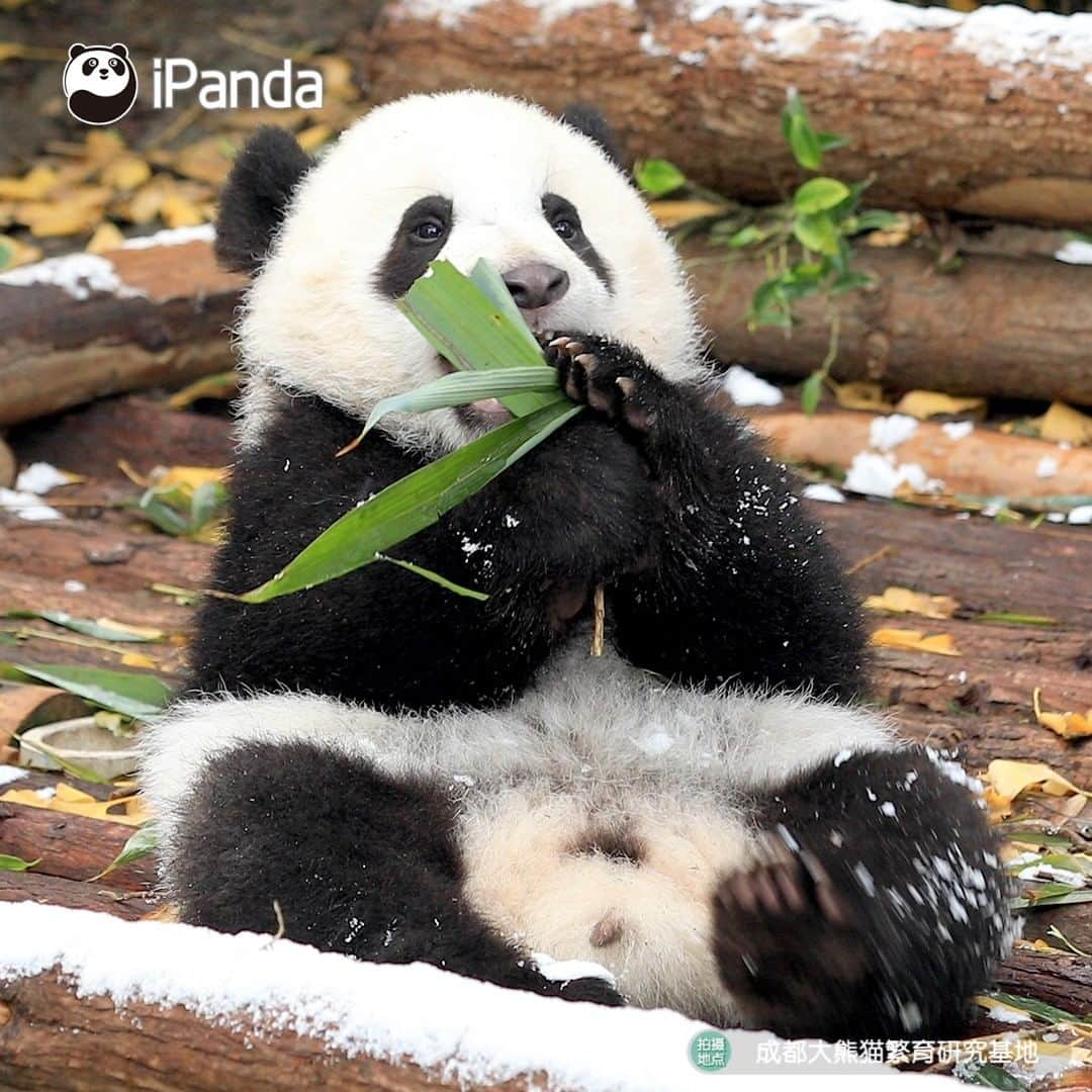 iPandaさんのインスタグラム写真 - (iPandaInstagram)「The ‘sleet’ is a natural seasoning to me, after adding it to the bamboo leaves, the leaves taste even juicier than the bamboo shoots. 🌿🌿 🐼 🐼 🐼 #Panda #iPanda #Cute #PandaPic」2月21日 17時30分 - ipandachannel