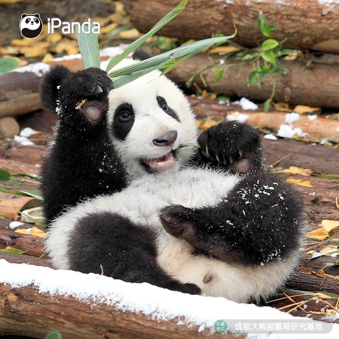 iPandaさんのインスタグラム写真 - (iPandaInstagram)「The ‘sleet’ is a natural seasoning to me, after adding it to the bamboo leaves, the leaves taste even juicier than the bamboo shoots. 🌿🌿 🐼 🐼 🐼 #Panda #iPanda #Cute #PandaPic」2月21日 17時30分 - ipandachannel