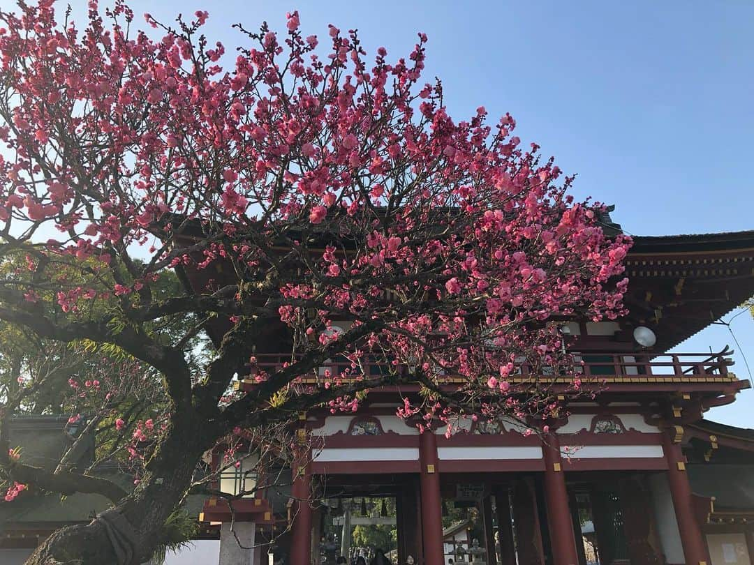 陸守絵麻のインスタグラム：「2月中旬から3月上旬は 梅の花の時期ですね。 写真は福岡の太宰府天満宮。 梅の花とても綺麗です。  梅の花言葉に「忍耐」「忠実」とあります。  由来は、梅の花の最盛期が2月と まだ寒さが厳しく寒風が吹く中でも凛と咲きほこる梅の姿から「忍耐」とつけられたそうです。  「忠実」は平安時代の貴族•菅原道真に由来しています。 学問の神様とされる菅原道真は、その才を疎まれ、九州の太宰府に左遷されます。 この時、道真の元へ大切に育ててきた梅の木が道真を慕って都から太宰府へ一夜にして飛んできたと伝えられています。 これにちなんで「忠実」という花言葉がつけられたそうです。  今コロナで今までと違う生活になっていますが、変化を受け入れて梅の花を見習って元気に過ごさなくてはです!!  梅の花の美しさ、花言葉が心に響きました🤲  #太宰府天満宮  #梅の花  #花言葉  #菅原道真  #学問の神様  #悲劇の天才」