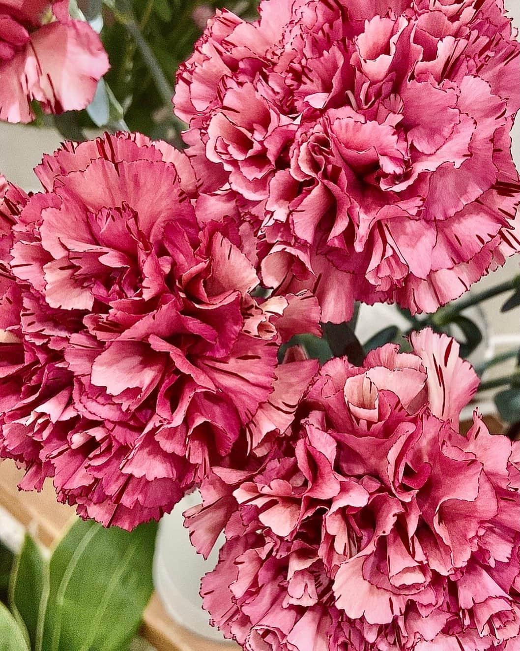 宮村ななこさんのインスタグラム写真 - (宮村ななこInstagram)「Don't Lie. #photography #photo #flowers #flower #flowerstagram #carnation」2月21日 17時39分 - miyamuchan_001