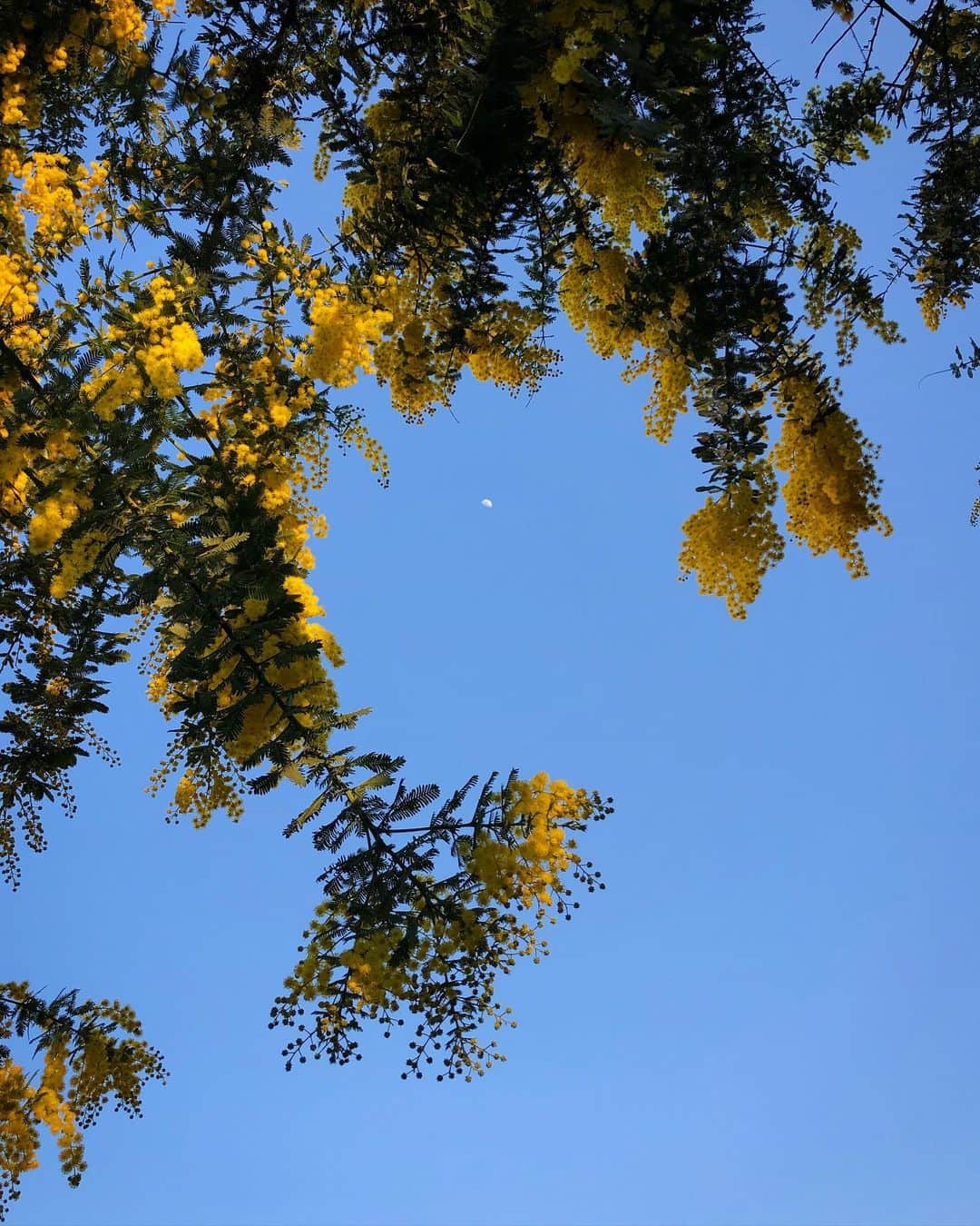 若森さちこさんのインスタグラム写真 - (若森さちこInstagram)「今日の月と昨日の月  #半月 #halfmoon  #この花なんだろ」2月21日 17時55分 - pistachico