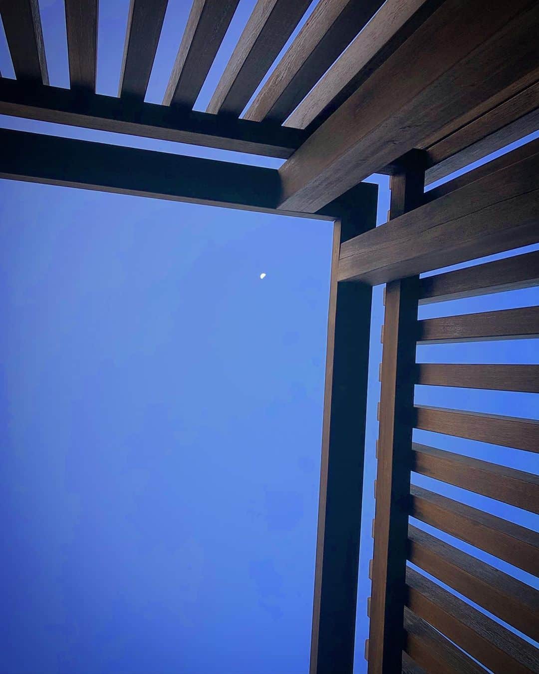 若森さちこさんのインスタグラム写真 - (若森さちこInstagram)「今日の月と昨日の月  #半月 #halfmoon  #この花なんだろ」2月21日 17時55分 - pistachico