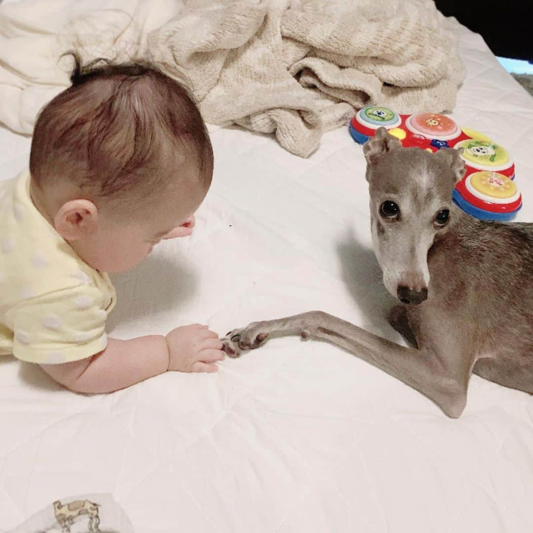 簑島宏美さんのインスタグラム写真 - (簑島宏美Instagram)「* ***** 息子1歳になりました🕊 病気や怪我なく一歳を迎えてくれたこと。 良く食べ良く眠り、我が家に沢山の幸せと笑顔を届けてくれたことに感謝でいっぱいです。 特にハウルを失ってからは、息子の無邪気さと、逞しく成長していく姿が、我が家をパッと明るく照らす希望でした。  9ヶ月間、片時も離れることなく過ごしてくれたお兄ちゃんが居たことを、息子も心のどこかで覚えてくれていると良いなぁと思います🐶👶❤️ ハウルは今もきっと息子のそばで、ハラハラドキドキと成長を見守ってくれていると信じています🕊 元気いっぱい、一歳を迎えさせてくれてありがとう、ハウル🐶💕  ちなみに…一生懸命作って楽しみにしていたスマッシュケーキは、ツンツンしただけで終わりました🤣  ***** #スマッシュケーキ #1歳誕生日 #italiangreyhound #iggylife #babyanddog #イタグレとの暮らし #イタグレ」2月21日 17時48分 - hiromiminoshima