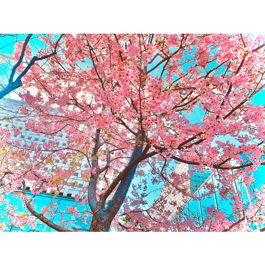 廣瀬麻伊のインスタグラム：「2021年2月7日 29歳になりました。有難うございます。 感謝、感謝の日々です😌  桜かな。この時期に 見かけた事はあったかしら。  蔦屋書店　代官山より。📷 ホッとした。」