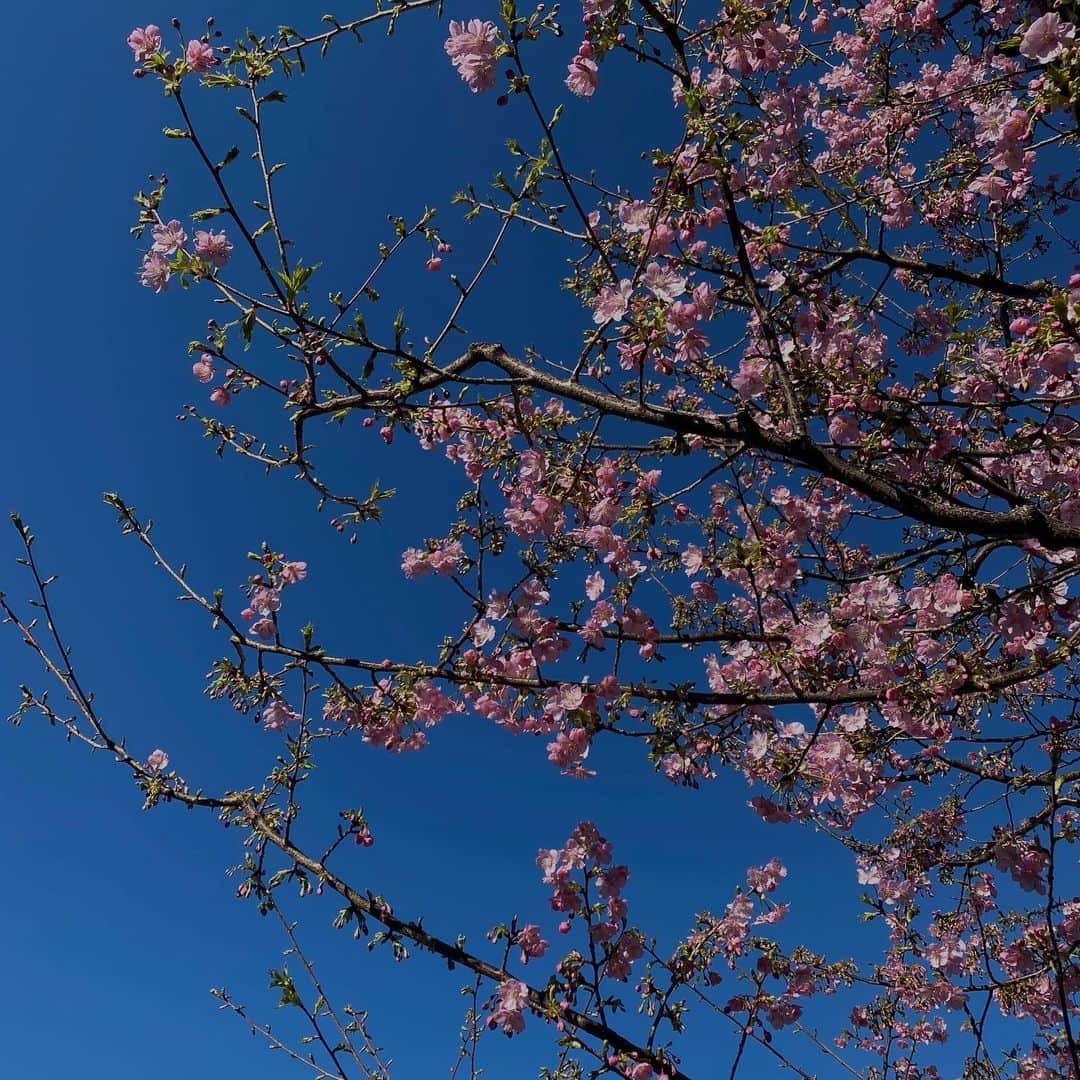 所谷舞さんのインスタグラム写真 - (所谷舞Instagram)「この間のお散歩した時🚶‍♀️🌸」2月21日 17時58分 - _mai_i_