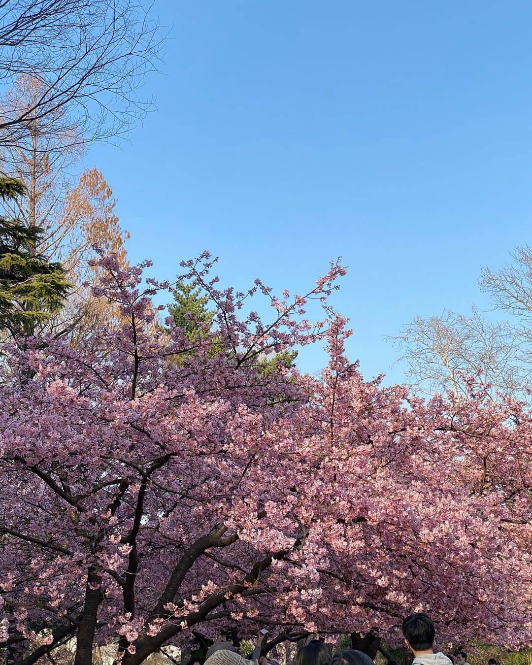 のインスタグラム：「Spring has come 🌸」