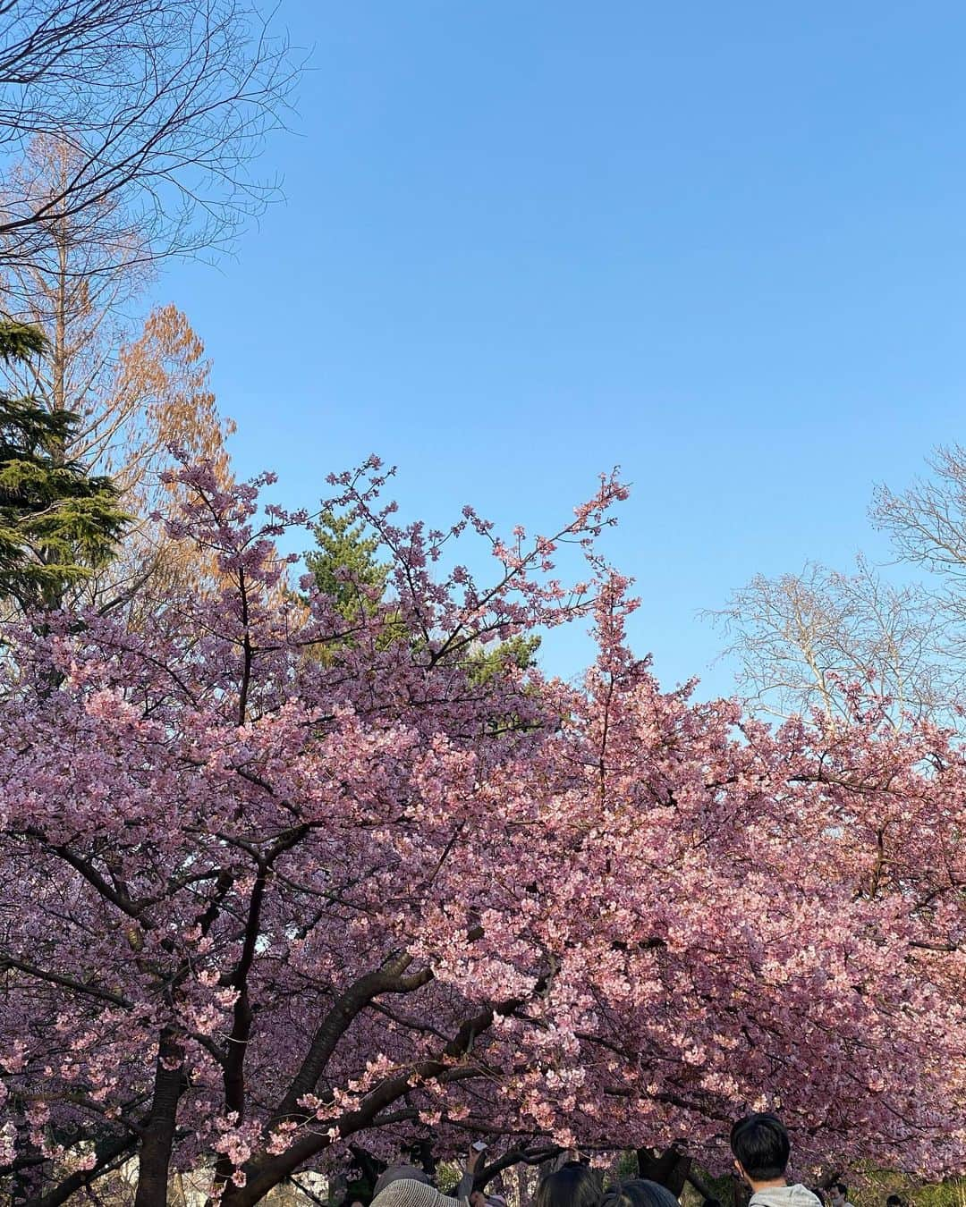 渡辺真起子さんのインスタグラム写真 - (渡辺真起子Instagram)「Spring has come 🌸」2月21日 17時59分 - watanabe_makiko