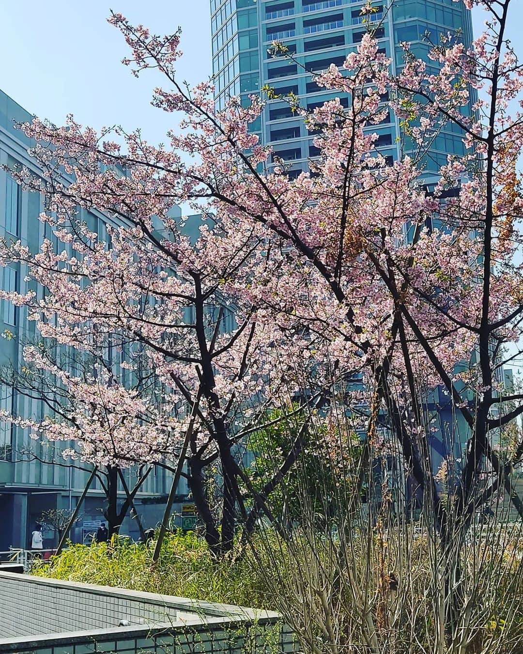 のインスタグラム：「そんな季節に🌸」