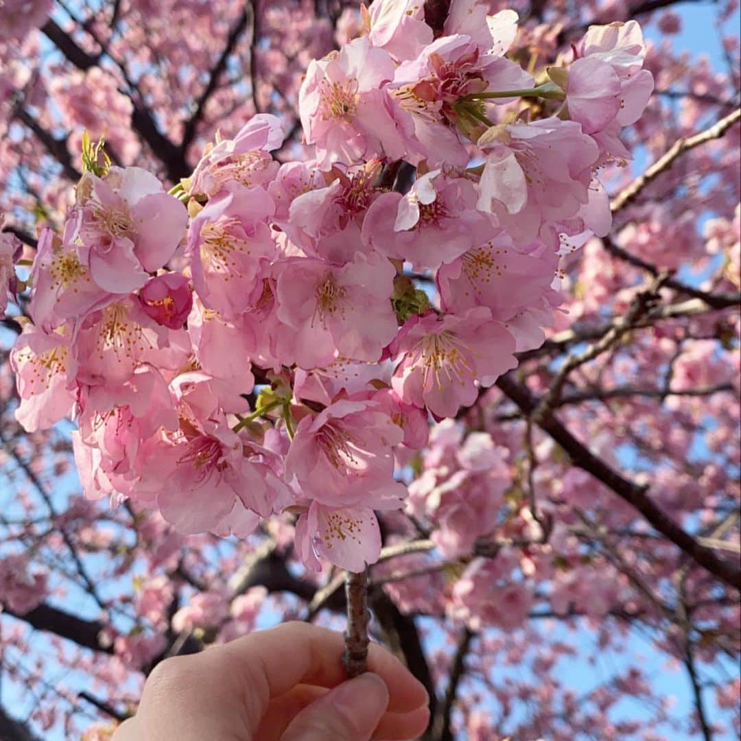 杉山緋那のインスタグラム：「河津桜見に行ってきました❕ 濃いピンクでカワイイ、、、 写真は違う日のだけど😌🤍」