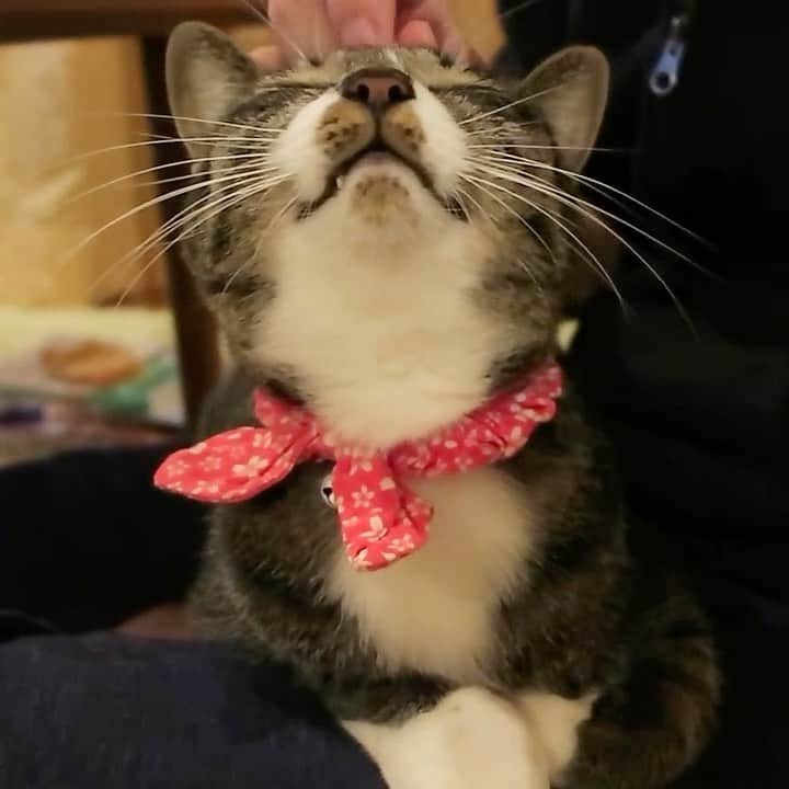 takegaeruのインスタグラム：「おひざてんてん😸 #猫 #cat #よもねこ #よもぎねこ #キジトラ #きじとら」