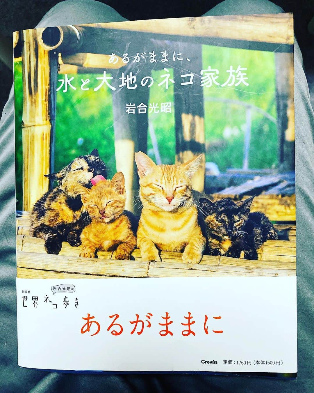 村川翔一のインスタグラム：「#癒し  疲れた時に自分を癒すために 手を出してしまった！  たまらん。。。 #ねこ #猫 #ネコ #cat  #世界ネコ歩き  #あるがままに  #岩合光昭 さん」