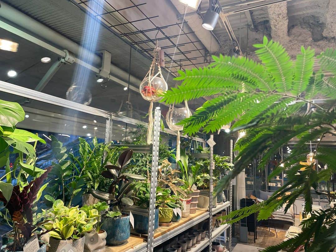 稲岡志織のインスタグラム：「🍃🌱」